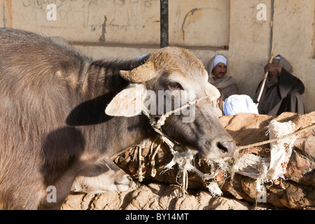 Le buffle d'eau dans la lumière du soleil tôt le matin à l'hebdomadaire marché aux chameaux près de Louxor, Egypte Banque D'Images