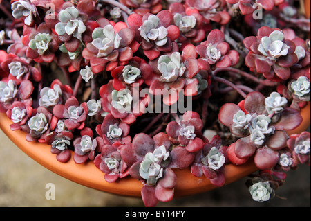 Sedum alpines dans un pot en terre cuite Banque D'Images