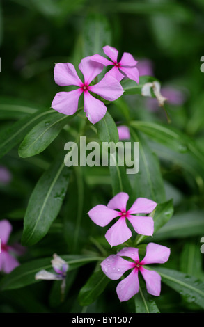 Pervenche de Madagascar, Catharanthus roseus, Apocynaceae, Madagascar, Afrique. Aka Cape Periwinkle. Banque D'Images