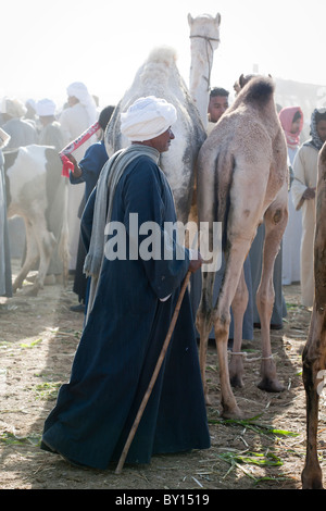 Les chameaux en vente dans la lumière du soleil tôt le matin au bétail et marché aux chameaux près de Louxor, Egypte Banque D'Images