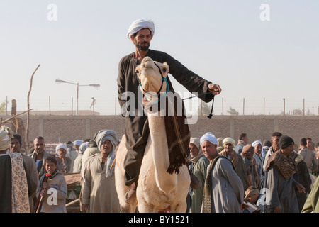 Chamelier avec camel en vente à la boucherie et marché aux chameaux près de Louxor, Egypte Banque D'Images