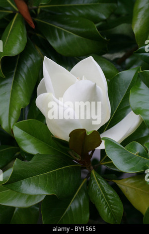 Le sud de Magnolia, Magnolia grandiflora 'Undulata', Magnoliaceae. Texas, USA du Sud-Est, Amérique du Nord. Bull Aka Bay ou Bull-Bay Banque D'Images