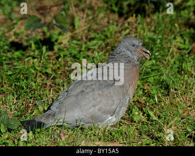 Un très vieux pigeon posé sur l'herbe. Banque D'Images