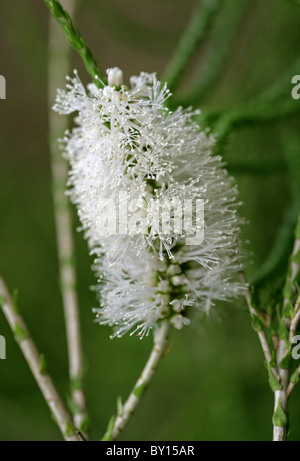 Honey-Myrtle huegelii en chenille, Melaleuca, Myrtaceae, ouest de l'Australie. Banque D'Images