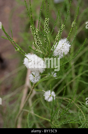 Honey-Myrtle huegelii en chenille, Melaleuca, Myrtaceae, ouest de l'Australie. Banque D'Images