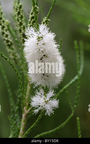 Honey-Myrtle huegelii en chenille, Melaleuca, Myrtaceae, ouest de l'Australie. Banque D'Images