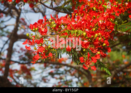 Arbre Flamboyant en pleine floraison, les jardins botaniques Trinité Banque D'Images