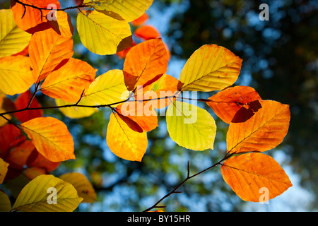 Close-up image de feuilles aux couleurs automnales de l'Hêtre Fagus sylvatica dans un bois. Prises à la recherche à travers la canopée d'un ciel bleu. Banque D'Images