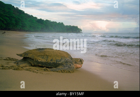 La tortue luth géant reprendre la mer à l'aube après avoir couché ses oeufs Banque D'Images