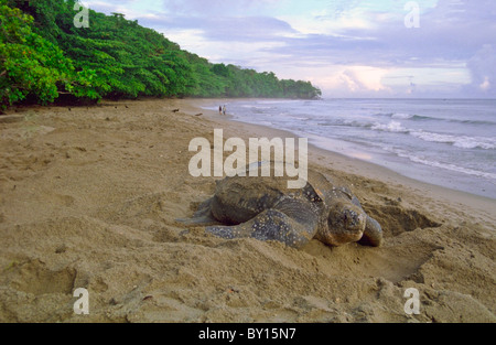 Tortue géante à l'aube sur la plage de Grande Rivière Banque D'Images