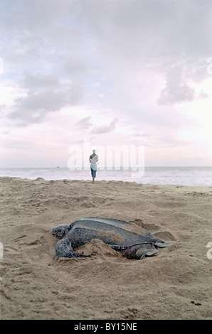 La tortue luth géant et l'homme à l'aube sur la plage à Grande Rivière, Trinité Banque D'Images