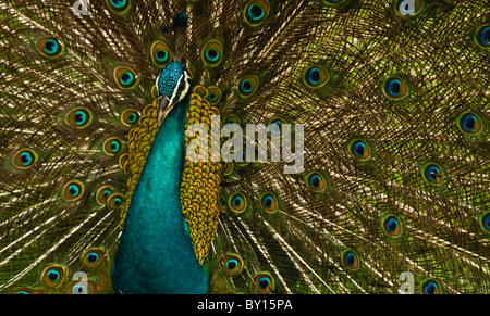 Affichage de paon son plumage complet Banque D'Images