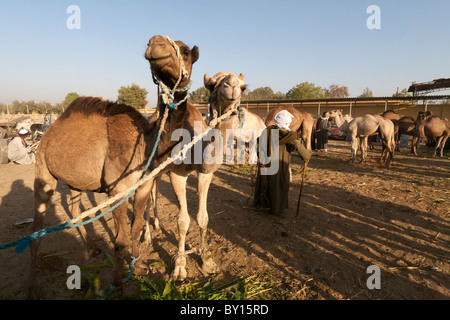 Les chameaux en vente à la boucherie et marché aux chameaux près de Louxor, Egypte Banque D'Images