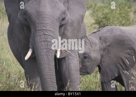 Bébé éléphant, Kruger Park Banque D'Images