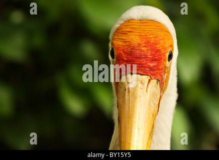 Cigogne en Asie Kuala Lumpur Bird Park Banque D'Images