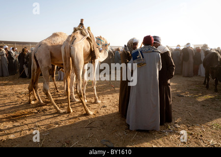 Les chameaux en vente à la boucherie et marché aux chameaux près de Louxor, Egypte Banque D'Images