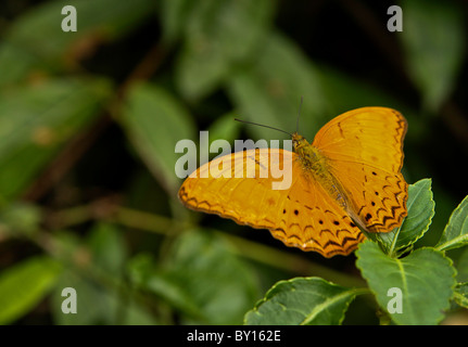 Les papillons Butterfly Park à Kuala Lumpur Banque D'Images