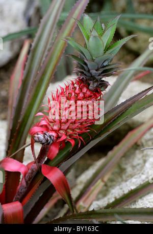 L'ananas, Ananas comosus, Bromeliaceae. Des Caraïbes. Disparue du pays originaire des Caraïbes mais cultivée comme culture vivrière dans de nombreux pays. Banque D'Images