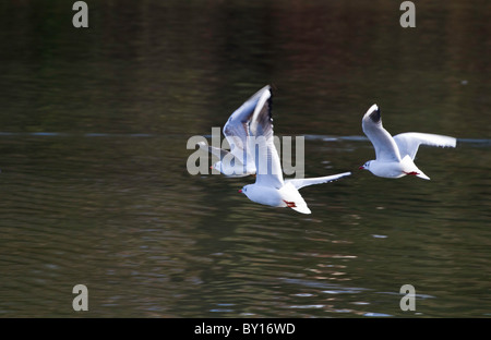 Les mouettes volent en formation sur le lac Banque D'Images