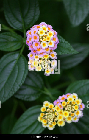 Drapeau espagnol, Lantana camara, Verbenaceae, tropicales en Amérique centrale et du Sud Banque D'Images