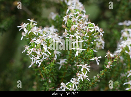 Daisy Daisy buisson ou un arbre, Olearia nummularifolia nummularifolia var, de la famille des Astéracées. La Nouvelle-Zélande. Syn. Olearia nummulariifolia Banque D'Images