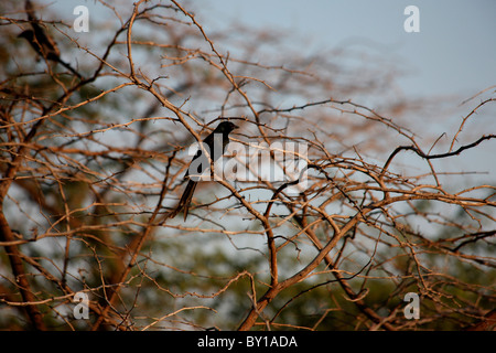 Black drongo oiseau posé sur une branche d'arbre sec dans un parc national dans la région de Gujarat, Inde Banque D'Images