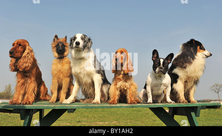 Peu de chiens et chiots assis sur une table d'un jour de printemps Banque D'Images