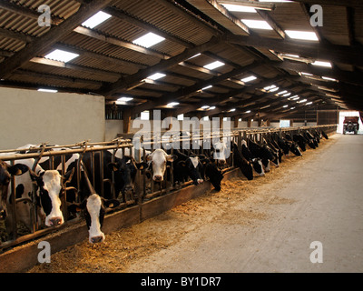 Le noir et blanc vaches laitières au farm stables dans Thonnance les moulins, Haute Marne, France, Europe. Banque D'Images