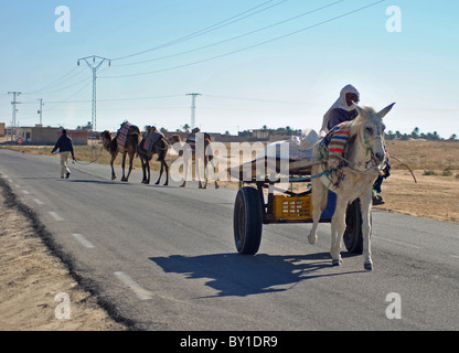 Des chameaux et des ânes sur une route près de Douz, Tunisie Banque D'Images