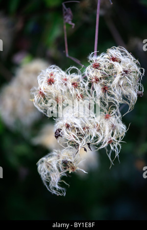 Graines de Clematis vitalba Old Man's Beard Banque D'Images