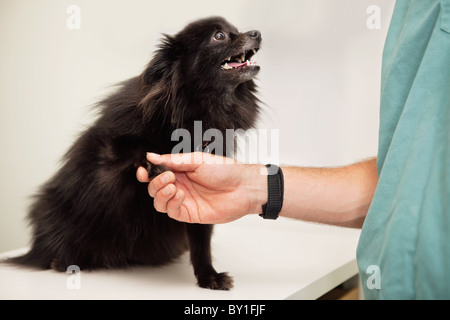 Close-up de l'examen vétérinaire patte du chien - animal de souhaits Banque D'Images