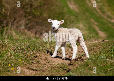 Agneau bébé dans le champ à la recherche à Dorset, Angleterre Royaume-uni - symbole de printemps pâques Banque D'Images