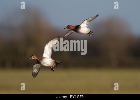 Fuligule Milouin (Aythya ferina), paire, adultes en vol, atterrissage, Slimbridge, Gloucestershire, Angleterre, Janvier Banque D'Images