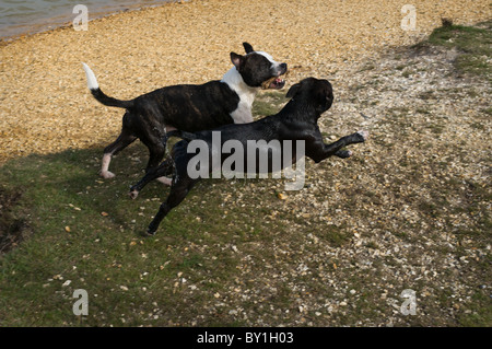 Deux Staffordshire Bull Terriers, lors d'une promenade par un étang. Banque D'Images