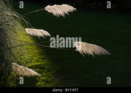 De plus en plus l'herbe de la pampa dans un jardin à Cornwall. Banque D'Images