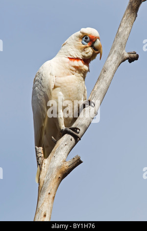 LONG-BILLED CORELLA perché sur une vieille branche de l'arbre mort Banque D'Images