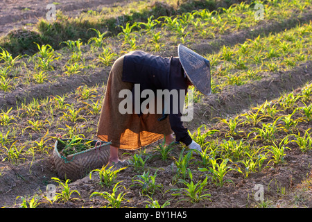 Le Myanmar, Keng Tung Kyaing Tong (). Tendant les cultures, Keng Tung, le Myanmar. Banque D'Images