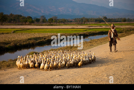 Le Myanmar, Birmanie, Keng Tung Kyaing Tong (). Un jeune homme de son village l'élevage d'oies accueil, d'être enfermé pour la nuit, Keng Tung. Banque D'Images