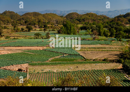 Le Myanmar, Birmanie, Mrauk U. des paysans qui cultivent leurs champs de cultures dans patchwork en dehors de Mrauk U, l'État de Rakhine. Banque D'Images