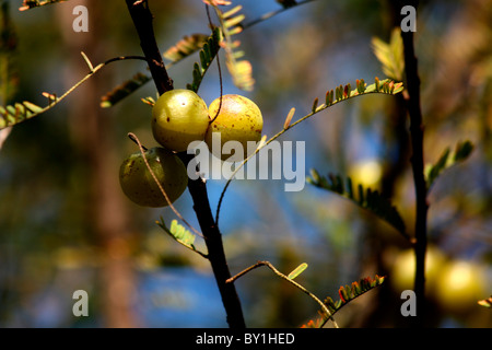 Indian Gooseberry (Phyllanthus emblica) Banque D'Images