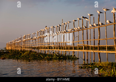 Le Myanmar, Birmanie, le lac Inle. Goélands assis sur une clôture, appréciant la chaleur de la dernière soirée les rayons du soleil, au lac Inle. Banque D'Images