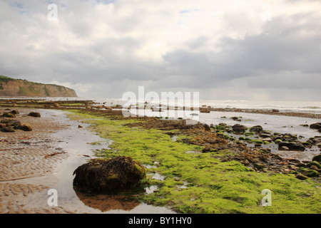 Des algues sur la plage Scarborough, Yorkshire du Nord Banque D'Images