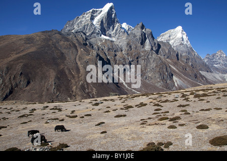 Le Népal, Everest, Région de la vallée de Khumbu. Sur le pâturage au-dessus Periche yacks brouter sur le camp de base de l'Everest Trail Banque D'Images