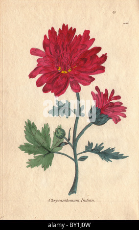 Chrysanthemum Chrysanthemum indicum, indien, avec fleur cramoisie. Banque D'Images