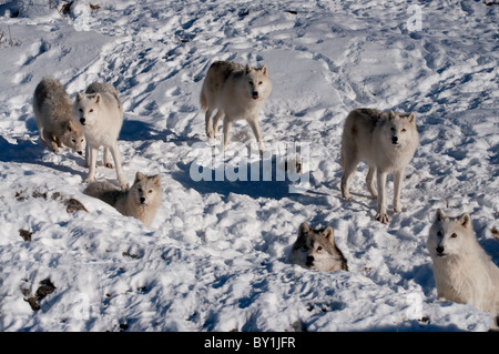 Vue d'un loup arctique pack. Banque D'Images