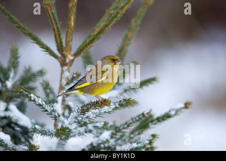 Verdier Carduelis chloris dans la neige Banque D'Images