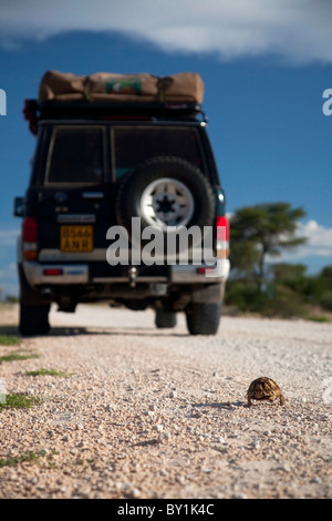 L'Afrique du Sud. Un 4x4 par des vitesses lentes comme une jeune tortue léopard traverse la route. Banque D'Images