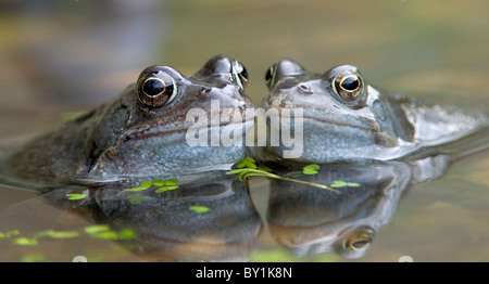 Paire de grenouilles (Rana temporaria commune dans l'eau. Banque D'Images