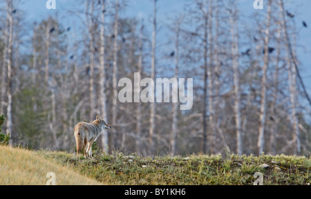 Le Coyote (Canis latrans, Jasper National Park, Alberta, Canada Banque D'Images