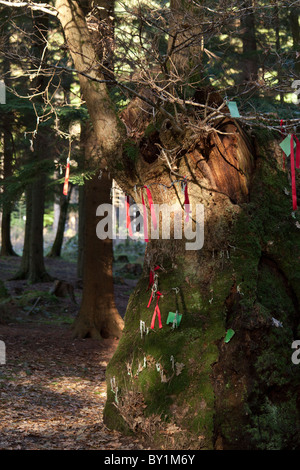 Vestiges de vieux chêne utilisé comme wishing tree dans La Reine Elizabeth Country Park Banque D'Images